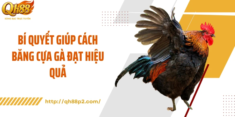 Bí quyết giúp cách băng cựa gà đạt hiệu quả