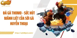Đá Gà Thomo - Sức Hút Mãnh Liệt Của Sới Gà Huyền Thoại
