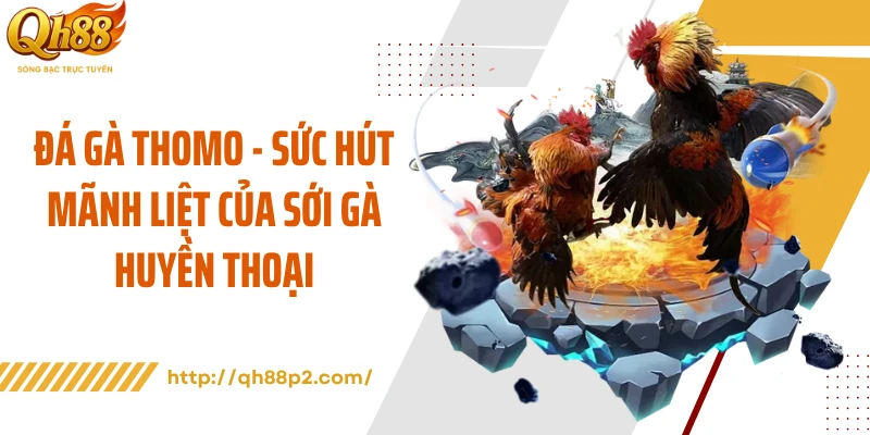 Đá Gà Thomo - Sức Hút Mãnh Liệt Của Sới Gà Huyền Thoại