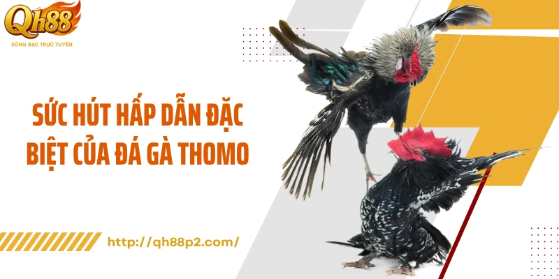 Sức hút hấp dẫn đặc biệt của đá gà Thomo