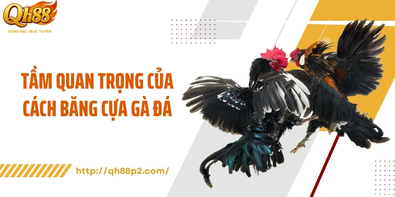 Tầm quan trọng của cách băng cựa gà đá